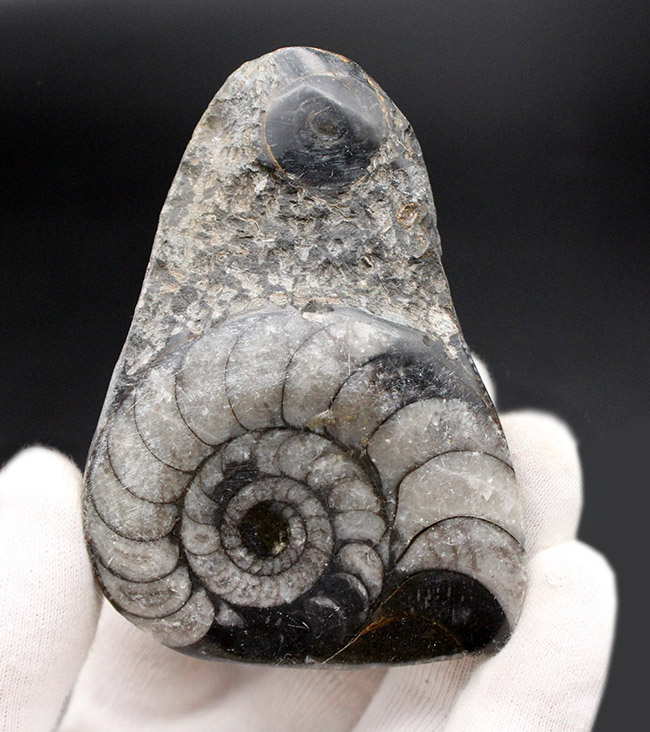 親子のような面白い２体のオウムガイ（Nautilus）の化石（その4）