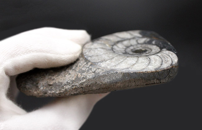 親子のような面白い２体のオウムガイ（Nautilus）の化石（その5）