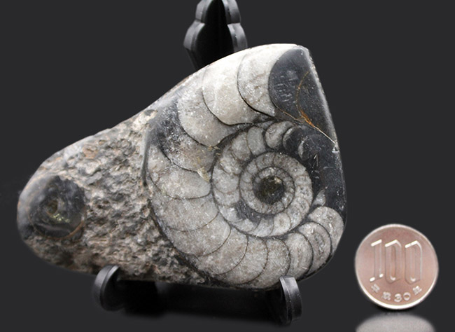 親子のような面白い２体のオウムガイ（Nautilus）の化石（その7）