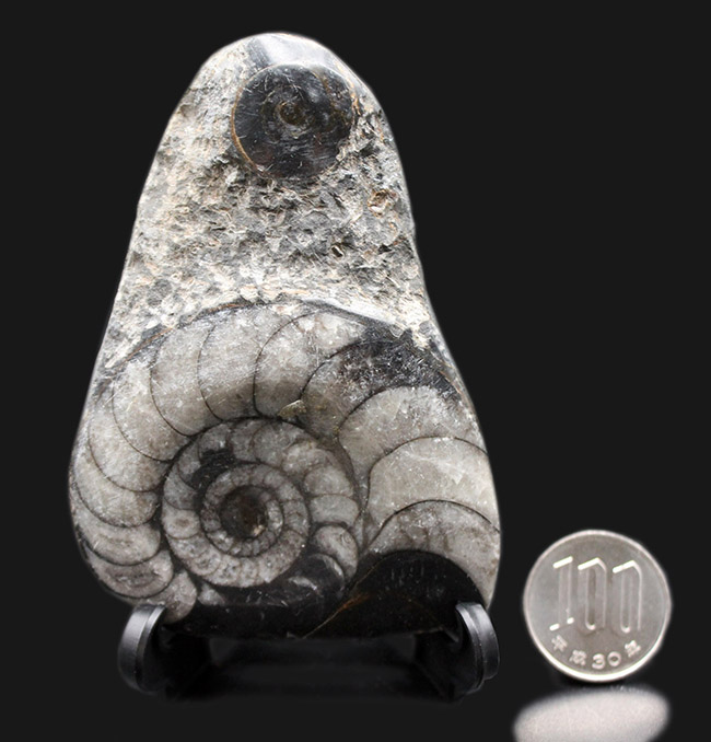 親子のような面白い２体のオウムガイ（Nautilus）の化石（その8）