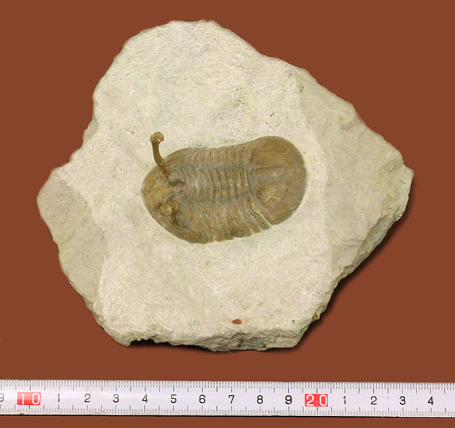 ロシア産　三葉虫化石 ロシア産三葉虫ホプロリカス（Hoplolichas）の種類について