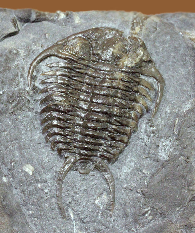 ウルトラレア!スーパーコレクション!三葉虫コレクター垂涎の標本!、キベロイデス・プラナ(Cybeloides plana)とセラウルス・グロブラツゥス(Ceraurus globulatus)。合わせてなんと5体のマルチプレート(その1)