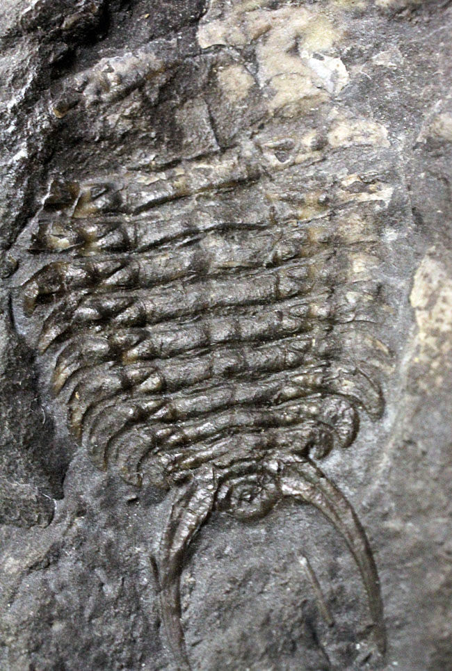 ウルトラレア!スーパーコレクション!三葉虫コレクター垂涎の標本!、キベロイデス・プラナ(Cybeloides plana)とセラウルス・グロブラツゥス(Ceraurus globulatus)。合わせてなんと5体のマルチプレート(その10)