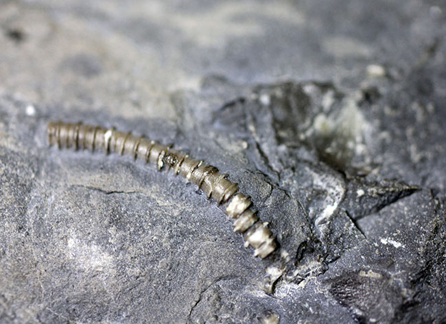 ウルトラレア!スーパーコレクション!三葉虫コレクター垂涎の標本!、キベロイデス・プラナ(Cybeloides plana)とセラウルス・グロブラツゥス(Ceraurus globulatus)。合わせてなんと5体のマルチプレート(その15)