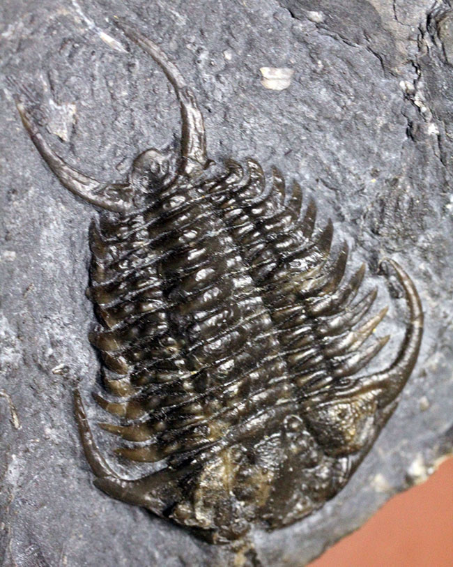 ウルトラレア!スーパーコレクション!三葉虫コレクター垂涎の標本!、キベロイデス・プラナ(Cybeloides plana)とセラウルス・グロブラツゥス(Ceraurus globulatus)。合わせてなんと5体のマルチプレート(その16)