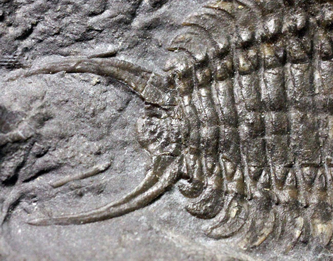 ウルトラレア!スーパーコレクション!三葉虫コレクター垂涎の標本!、キベロイデス・プラナ(Cybeloides plana)とセラウルス・グロブラツゥス(Ceraurus globulatus)。合わせてなんと5体のマルチプレート(その18)
