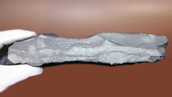 ウルトラレア!スーパーコレクション!三葉虫コレクター垂涎の標本!、キベロイデス・プラナ(Cybeloides plana)とセラウルス・グロブラツゥス(Ceraurus globulatus)。合わせてなんと5体のマルチプレート(その19)