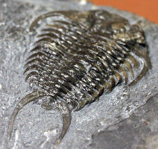 ウルトラレア!スーパーコレクション!三葉虫コレクター垂涎の標本!、キベロイデス・プラナ(Cybeloides plana)とセラウルス・グロブラツゥス(Ceraurus globulatus)。合わせてなんと5体のマルチプレート(その2)