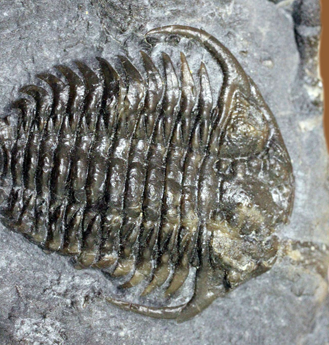 ウルトラレア!スーパーコレクション!三葉虫コレクター垂涎の標本!、キベロイデス・プラナ(Cybeloides plana)とセラウルス・グロブラツゥス(Ceraurus globulatus)。合わせてなんと5体のマルチプレート(その3)