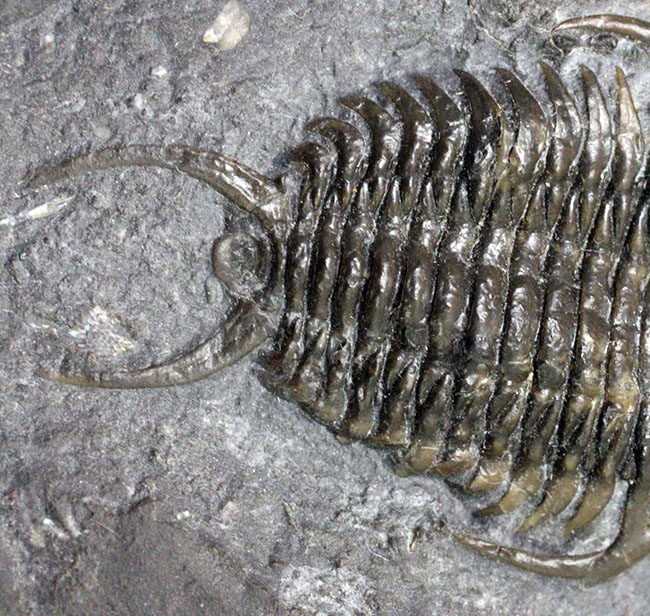 ウルトラレア!スーパーコレクション!三葉虫コレクター垂涎の標本!、キベロイデス・プラナ(Cybeloides plana)とセラウルス・グロブラツゥス(Ceraurus globulatus)。合わせてなんと5体のマルチプレート(その4)