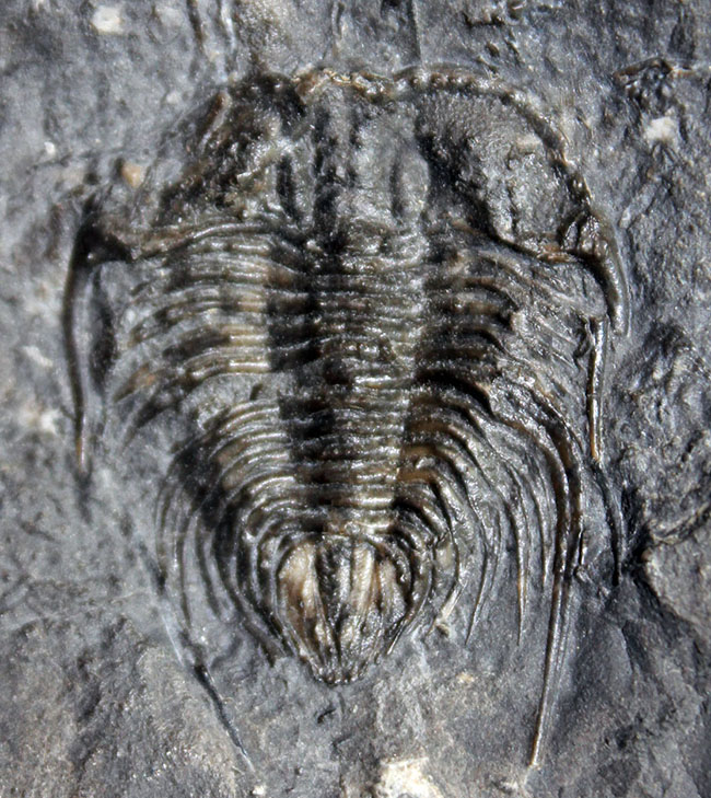 ウルトラレア！スーパーコレクション！三葉虫コレクター垂涎の標本