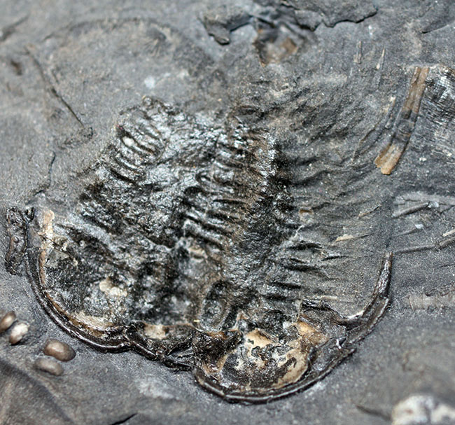 ウルトラレア!スーパーコレクション!三葉虫コレクター垂涎の標本!、キベロイデス・プラナ(Cybeloides plana)とセラウルス・グロブラツゥス(Ceraurus globulatus)。合わせてなんと5体のマルチプレート(その7)