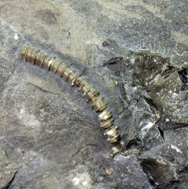 ウルトラレア!スーパーコレクション!三葉虫コレクター垂涎の標本!、キベロイデス・プラナ(Cybeloides plana)とセラウルス・グロブラツゥス(Ceraurus globulatus)。合わせてなんと5体のマルチプレート(その9)