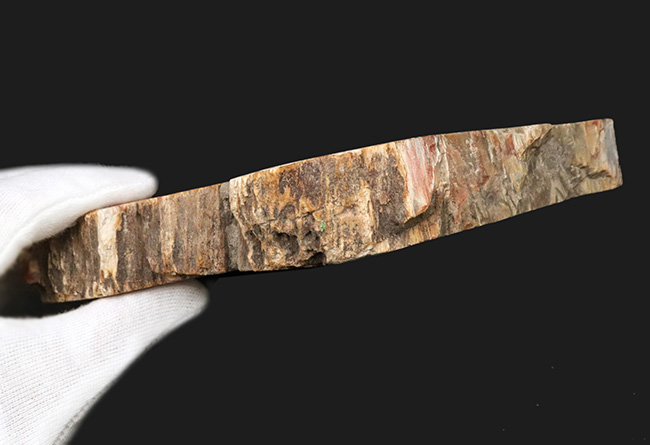 マダガスカル産の非常にカラフルな珪化木（Petrified Wood）！しかも両面ポリッシュ仕上げ！（その12）