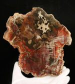 マダガスカル産の非常にカラフルな珪化木（Petrified Wood）！しかも両面ポリッシュ仕上げ！