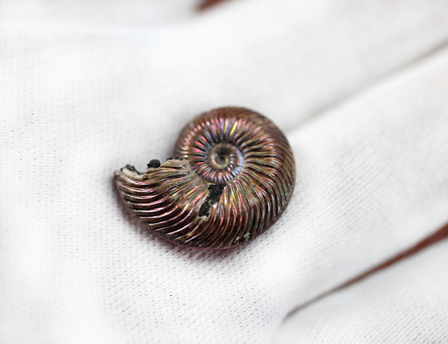 アンモナイト [AM356] クエンステッドトセラス 直径48ミリ、大きい！ロシア産遊色アンモナイト、クエンステッド