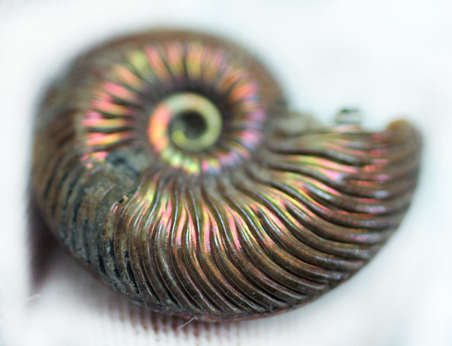 アンモナイト [AM356] クエンステッドトセラス アンモナイト [AM356] クエンステッドトセラス アンモナイト