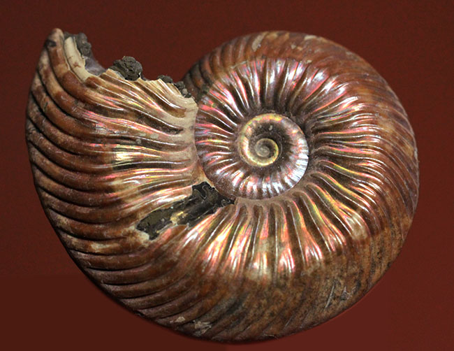 遊色アンモナイトとはこれだ！赤色中心に輝く、ロシア産、クエン