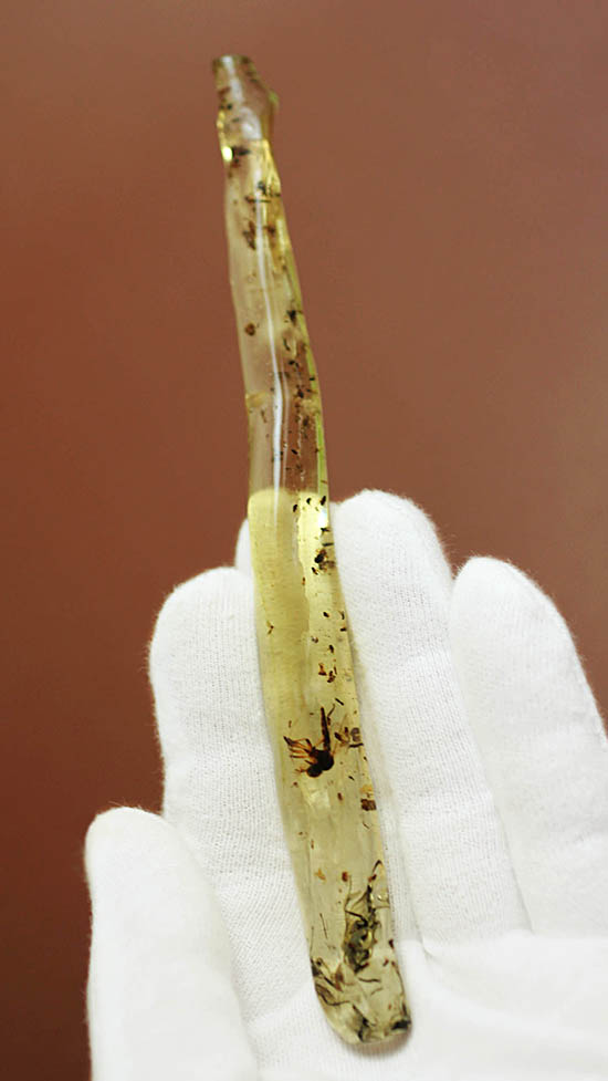 身の毛もよだつ保存状態!翅脈を肉眼で観察できる、マダガスカル産虫入りコーパル(その2)