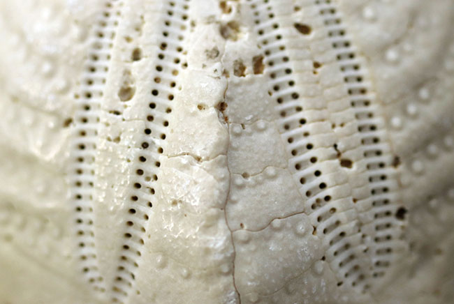 美しい白い石灰岩質、抜群の保存状態、米国フロリダ州産ウニ（Eupatagus floridanus）の化石（その5）