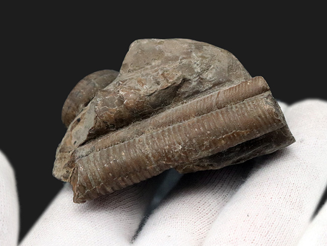 インテリアとしてデスク置きに最適！ポリプチコセラスを含む北海道産アンモナイトの群集化石（その5）