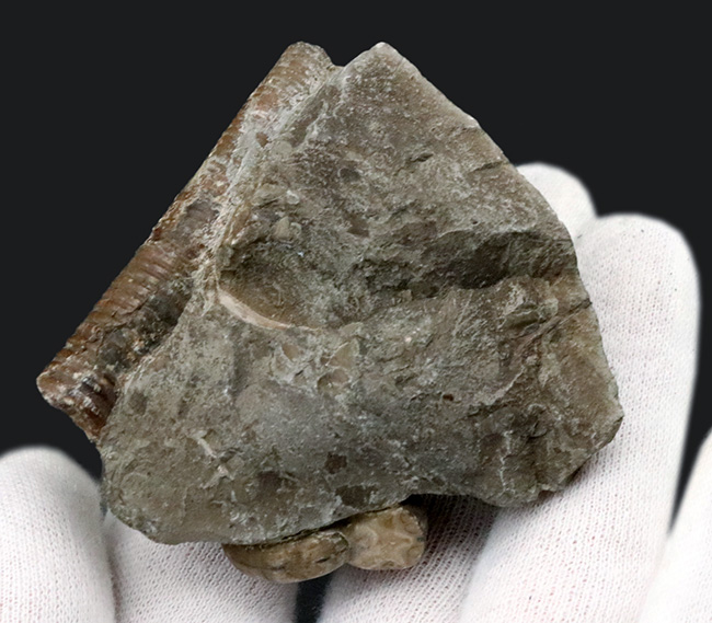 インテリアとしてデスク置きに最適！ポリプチコセラスを含む北海道産アンモナイトの群集化石（その7）