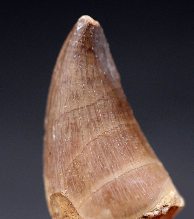 両面ともに傷らしい傷が見当たらない、上質の歯化石。人気のモササウルス(Mosasaurus)科の生物の歯化石(その4)