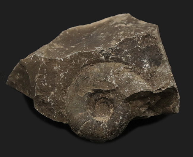 リーズナブルプライス!ナチュラルな趣を存分に備えた国産の母岩付きのアンモナイト(Ammonite)(その1)