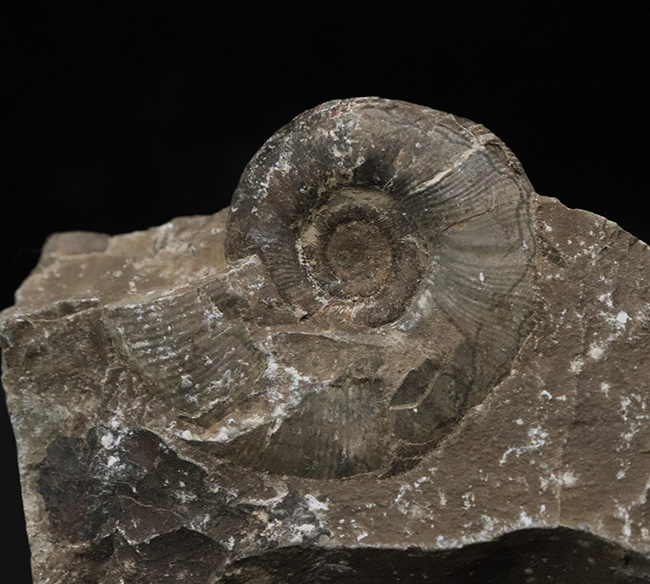 リーズナブルプライス!ナチュラルな趣を存分に備えた国産の母岩付きのアンモナイト(Ammonite)(その3)