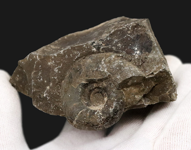 リーズナブルプライス!ナチュラルな趣を存分に備えた国産の母岩付きのアンモナイト(Ammonite)(その4)