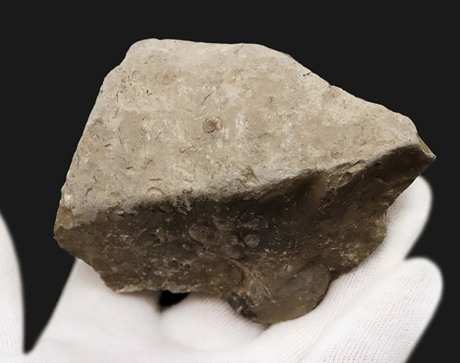 リーズナブルプライス!ナチュラルな趣を存分に備えた国産の母岩付きのアンモナイト(Ammonite)(その5)