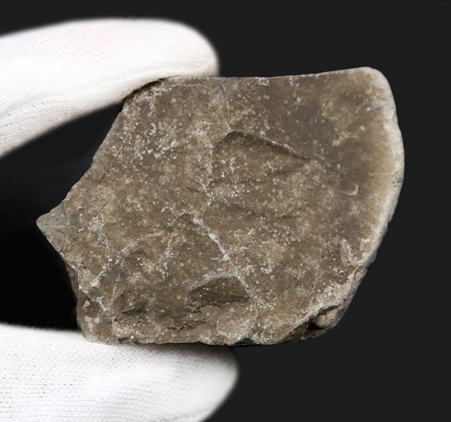 リーズナブルプライス!ナチュラルな趣を存分に備えた国産の母岩付きのアンモナイト(Ammonite)(その6)