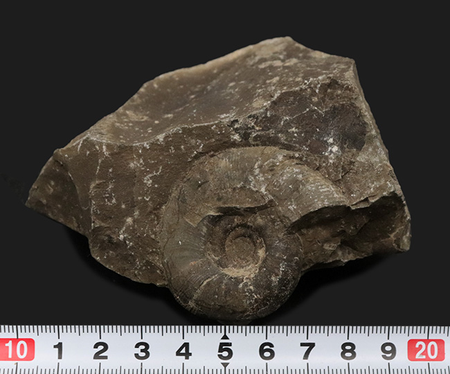 リーズナブルプライス!ナチュラルな趣を存分に備えた国産の母岩付きのアンモナイト(Ammonite)(その7)