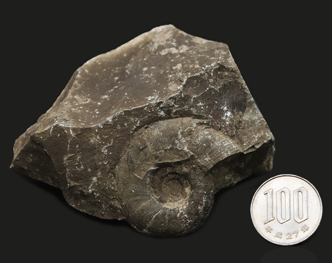 リーズナブルプライス!ナチュラルな趣を存分に備えた国産の母岩付きのアンモナイト(Ammonite)(その8)