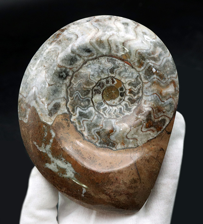 直径最大部１３４ミリ！美しい縫合線と光沢が保存された、古生代を代表する頭足類、ゴニアタイト（Goniatite）の大判化石（その2）