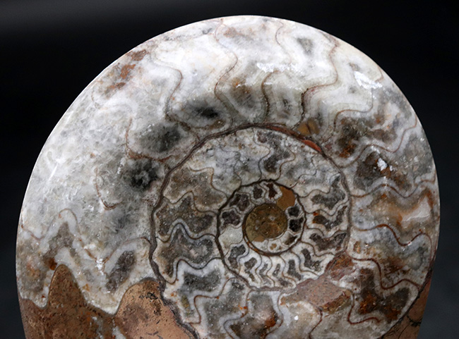 直径最大部１３４ミリ！美しい縫合線と光沢が保存された、古生代を代表する頭足類、ゴニアタイト（Goniatite）の大判化石（その3）