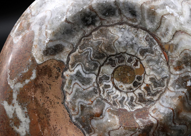 直径最大部１３４ミリ！美しい縫合線と光沢が保存された、古生代を代表する頭足類、ゴニアタイト（Goniatite）の大判化石（その4）