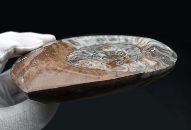 直径最大部１３４ミリ！美しい縫合線と光沢が保存された、古生代を代表する頭足類、ゴニアタイト（Goniatite）の大判化石（その6）