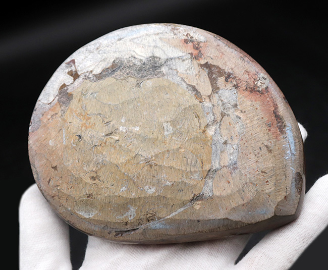 直径最大部１３４ミリ！美しい縫合線と光沢が保存された、古生代を代表する頭足類、ゴニアタイト（Goniatite）の大判化石（その7）