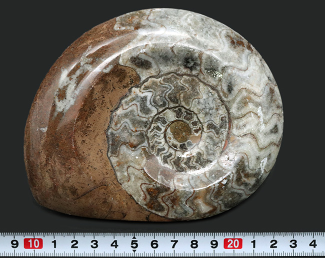 直径最大部１３４ミリ！美しい縫合線と光沢が保存された、古生代を代表する頭足類、ゴニアタイト（Goniatite）の大判化石（その8）