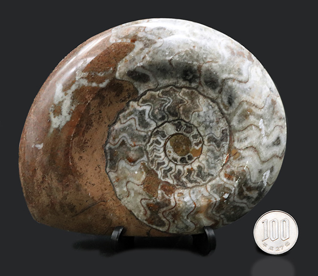直径最大部１３４ミリ！美しい縫合線と光沢が保存された、古生代を代表する頭足類、ゴニアタイト（Goniatite）の大判化石（その9）