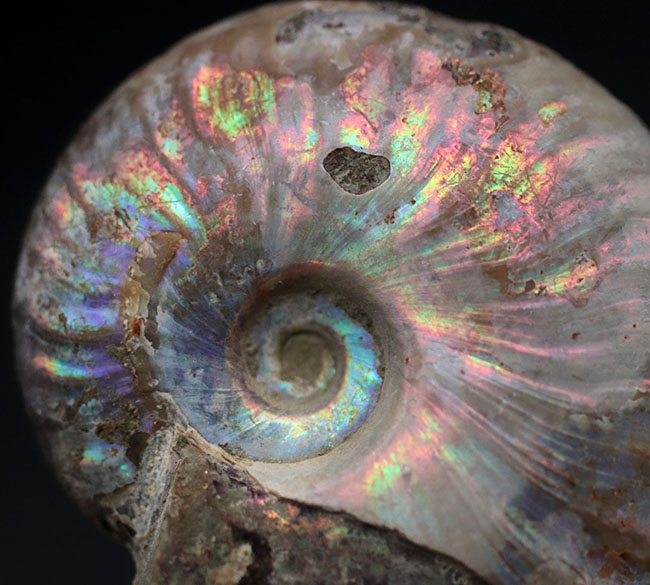 希少色、紫を呈す！遊色と縫合線を同時に楽しめる！およそ１億年前のマダガスカル産アンモナイト、クレオニセラス（Cleoniceras）の化石（その3）