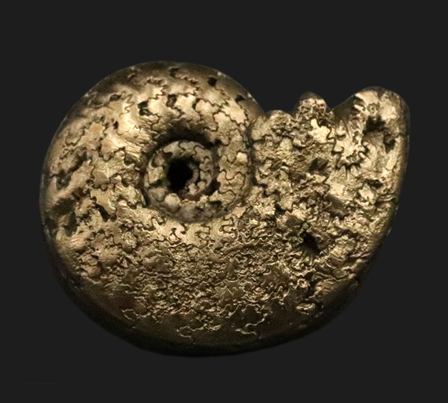 均整の取れた非常に美しい標本、フランス産黄鉄鉱化アンモナイト(Ammonite)(その1)