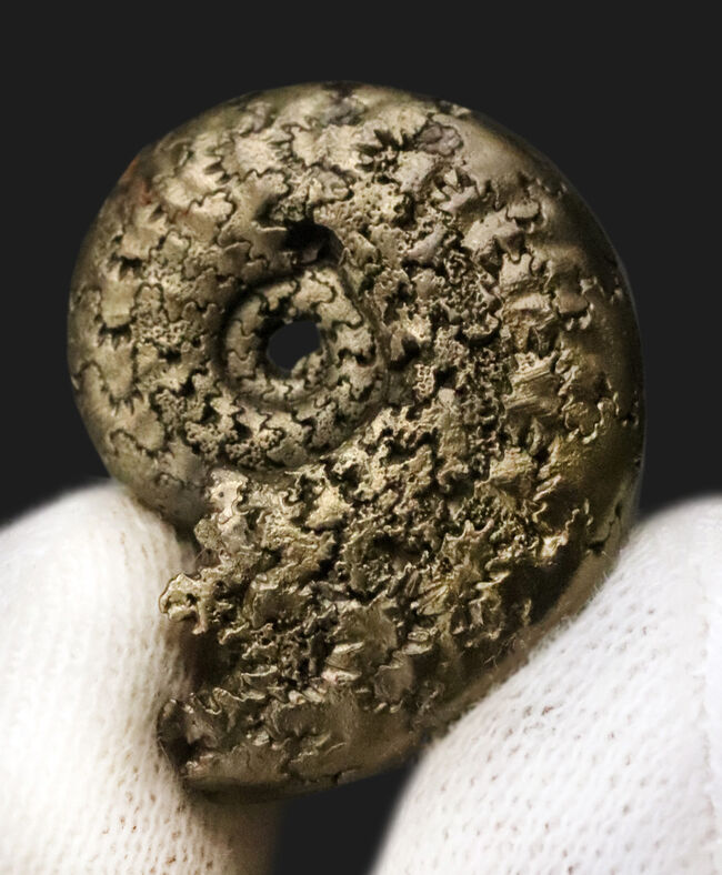均整の取れた非常に美しい標本、フランス産黄鉄鉱化アンモナイト(Ammonite)(その2)