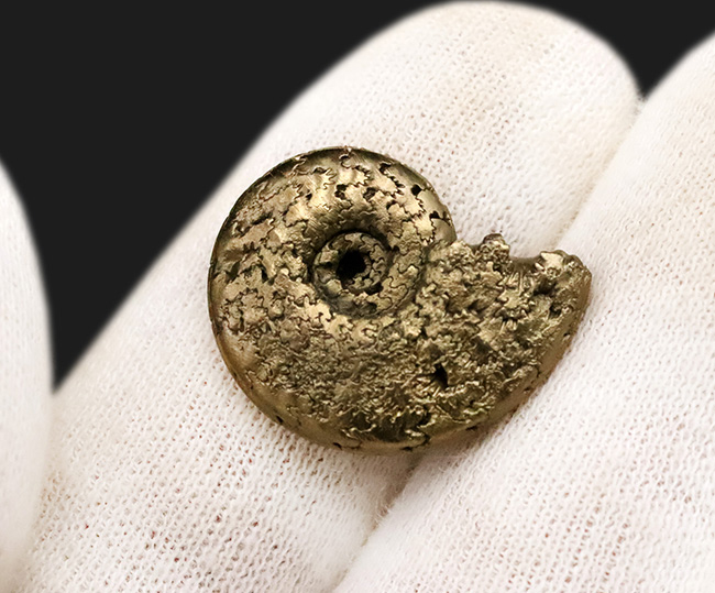 均整の取れた非常に美しい標本、フランス産黄鉄鉱化アンモナイト(Ammonite)(その3)