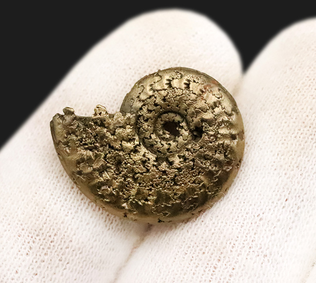 均整の取れた非常に美しい標本、フランス産黄鉄鉱化アンモナイト(Ammonite)(その5)