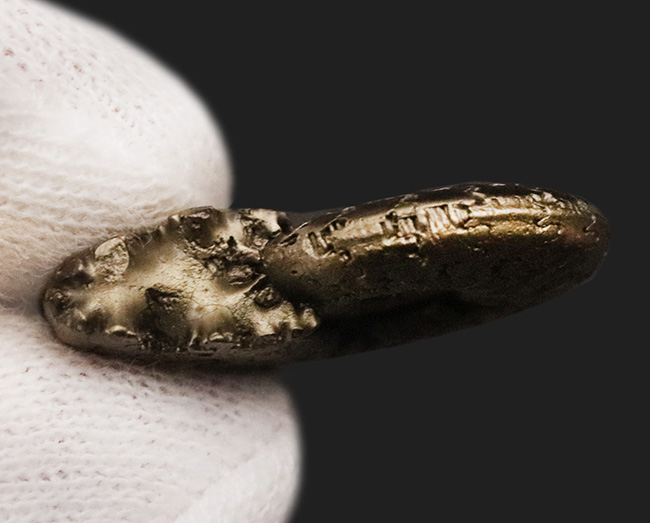 均整の取れた非常に美しい標本、フランス産黄鉄鉱化アンモナイト(Ammonite)(その6)
