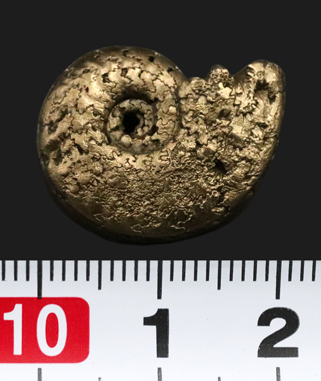 均整の取れた非常に美しい標本、フランス産黄鉄鉱化アンモナイト(Ammonite)(その7)