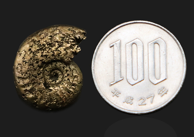 均整の取れた非常に美しい標本、フランス産黄鉄鉱化アンモナイト(Ammonite)(その8)