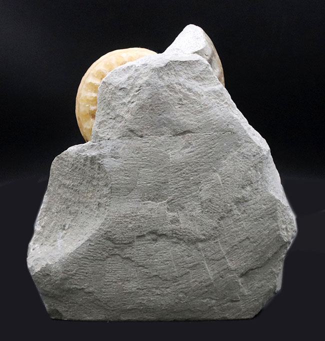 もはや芸術品！年々希少になるイングランド産のジュラ紀のアンモナイト、母岩付きのアステロセラス（Asterocers）（その6）